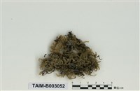 藏品(假懸苔屬)的圖片